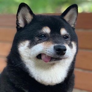 Meet your Posher, Sadie